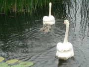 images/curragh-chase/P1200344.png